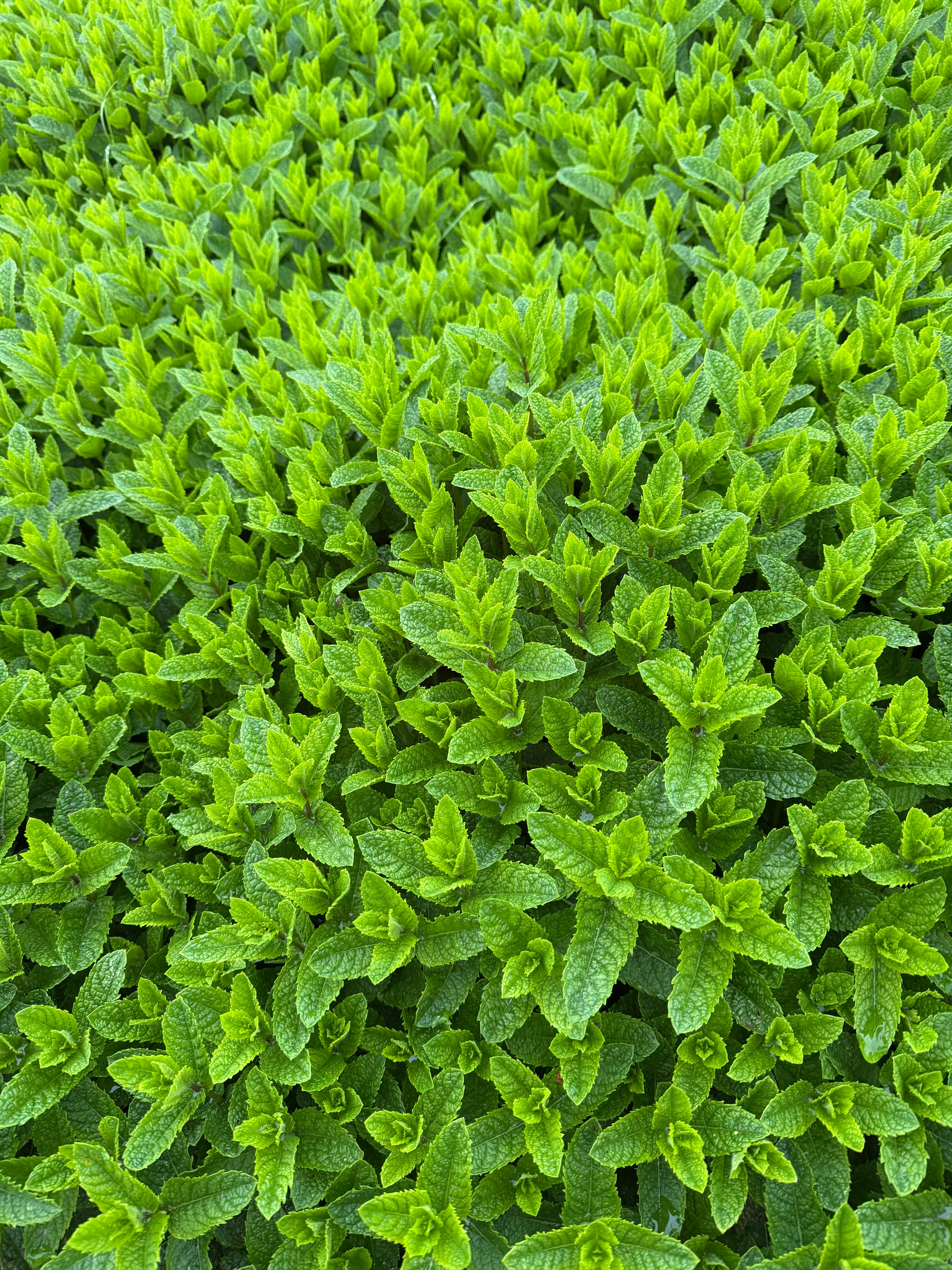 Green Mint (Groene munt)