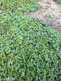 Mint Corsica (Corsicaanse munt)