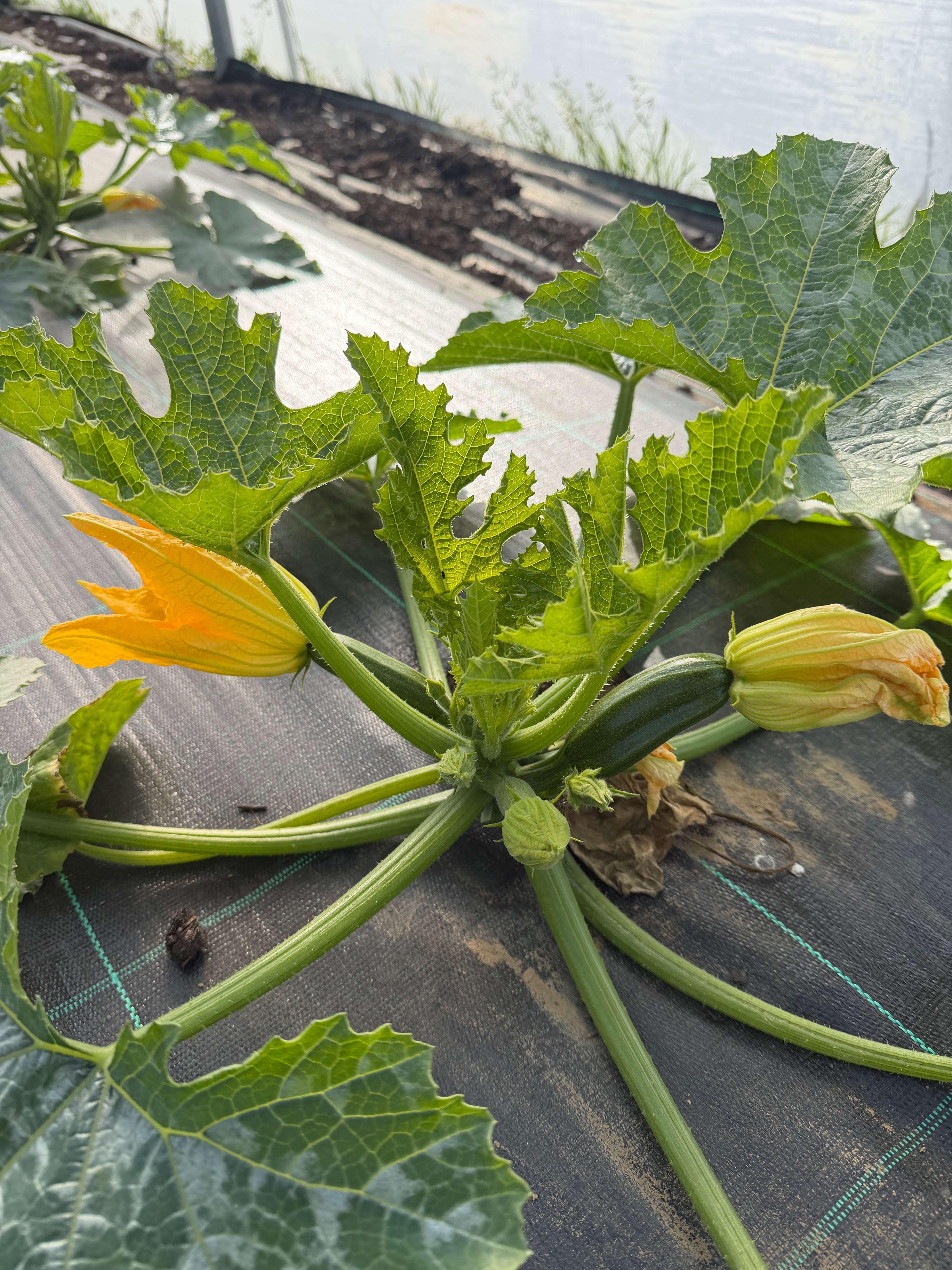 Baby zucchini with flower (Baby- Courgette met bloem)