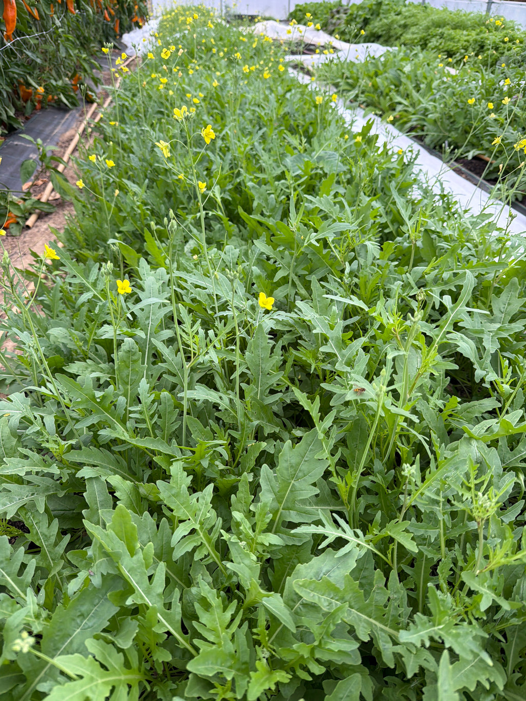 Rucola