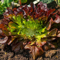 Red oak leaf lettuce (Eikenbladsla rood)