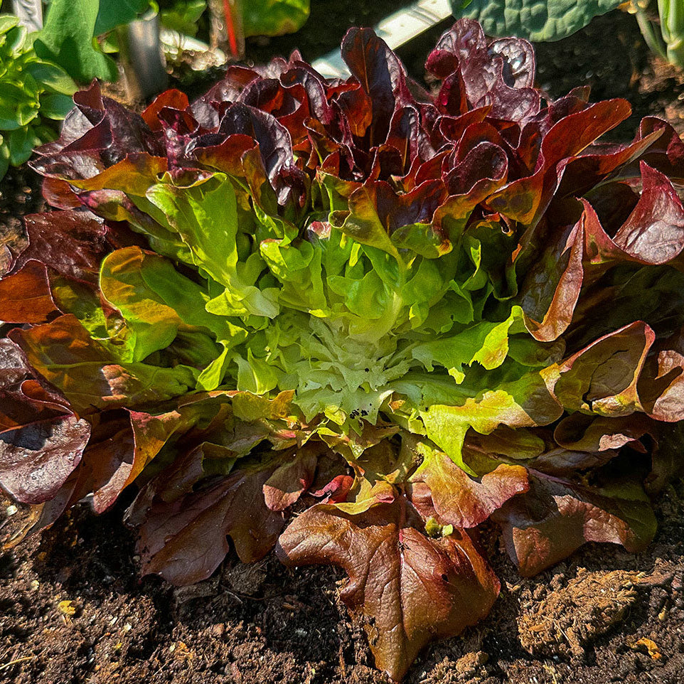 Red oak leaf lettuce (Eikenbladsla rood)