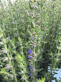 Hyssop Blue (Hyssop blauw)