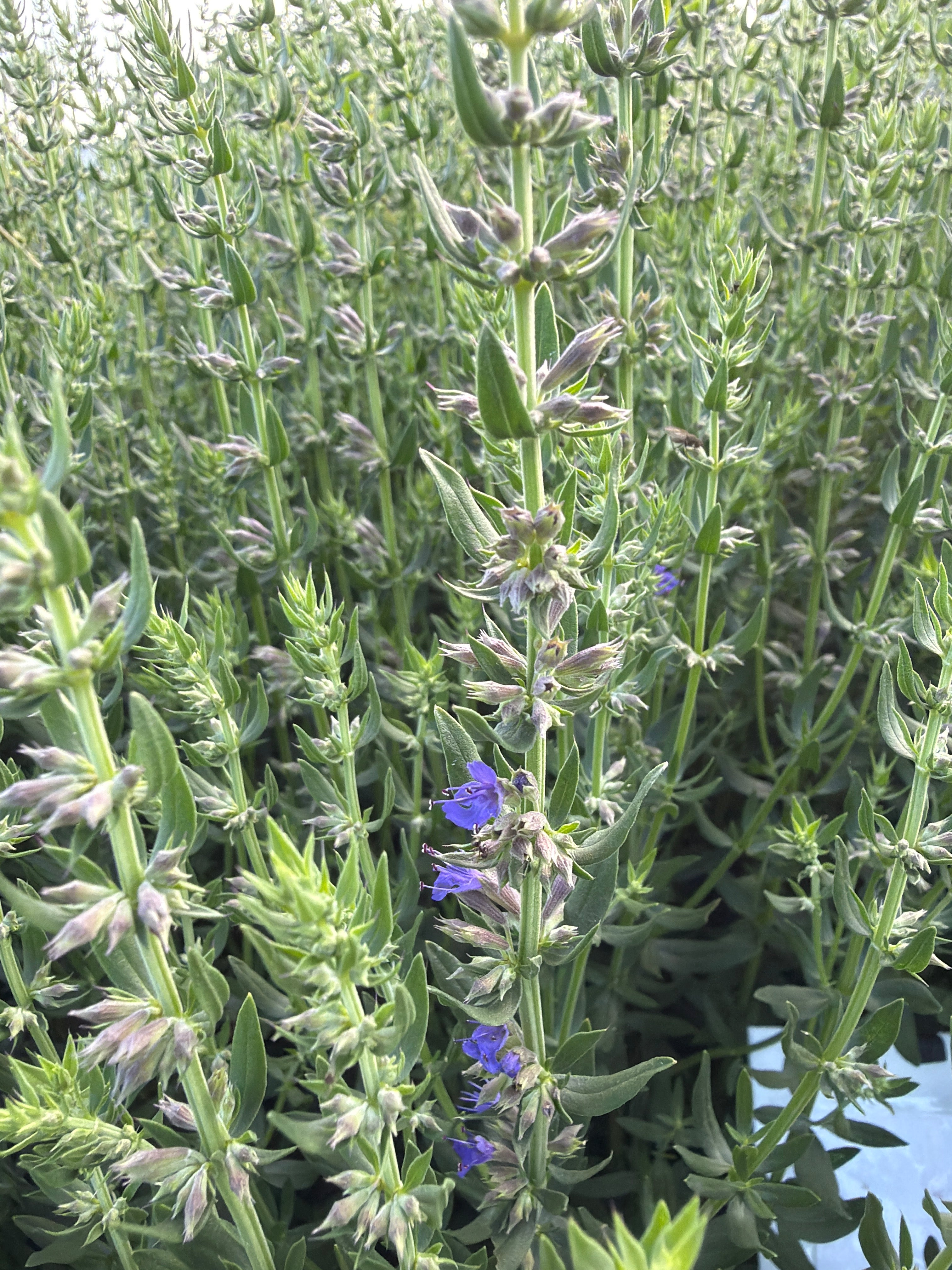 Hyssop Blue (Hyssop blauw)
