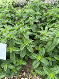 Mint ‘Berries & Cream ( Munt berries & Cream )