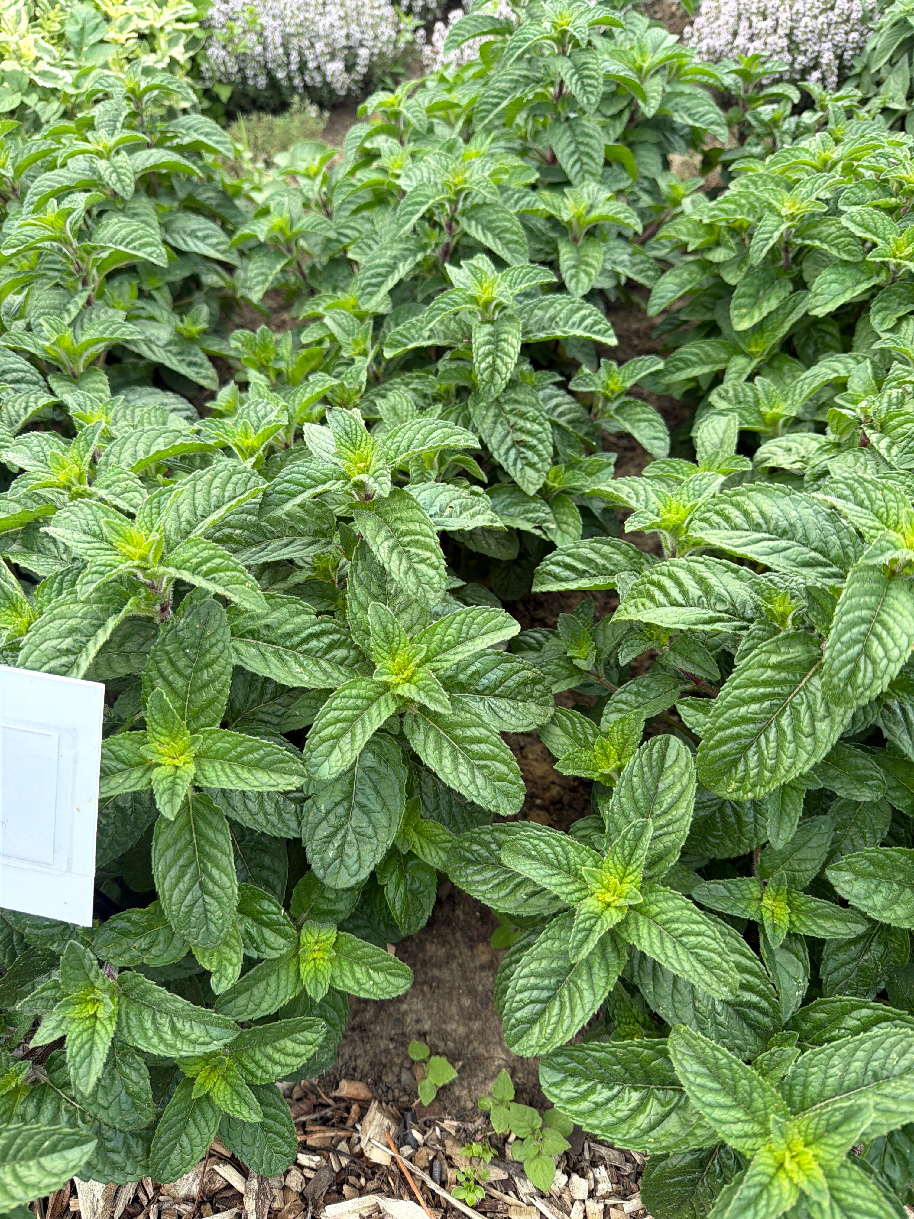 Mint ‘Berries & Cream ( Munt berries & Cream )
