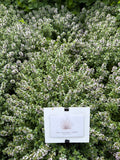 Green Lemon Thyme (Citroen-tijm groen)