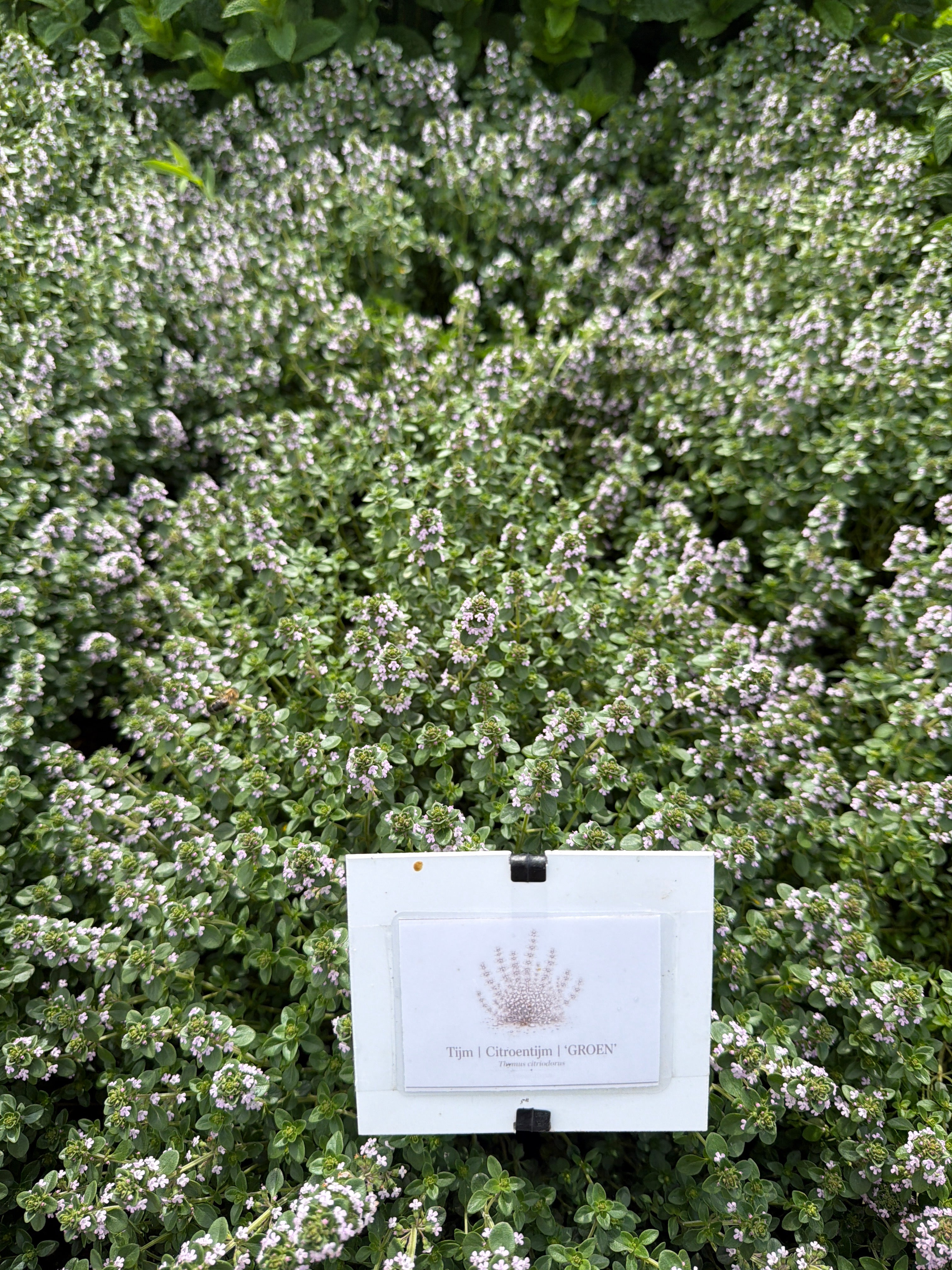 Green Lemon Thyme (Citroen-tijm groen)