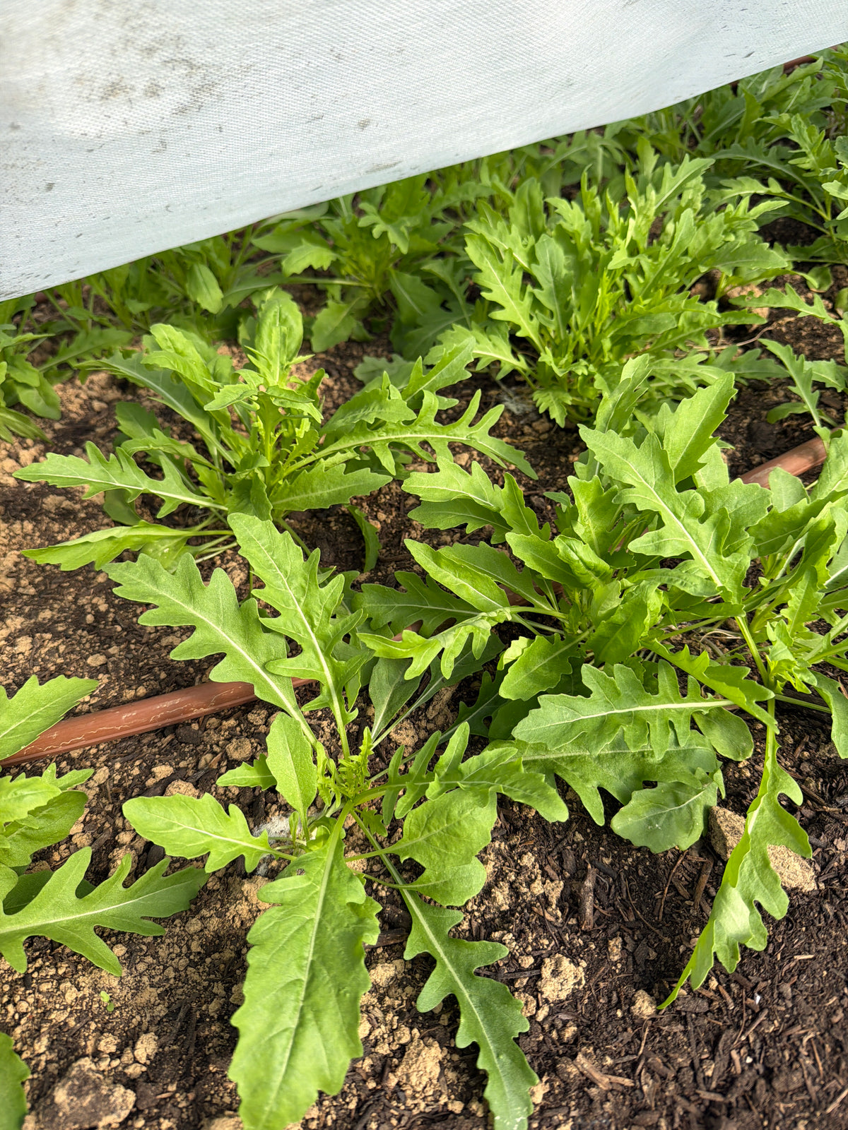 Rucola