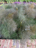 Bronze Fennel.
(Bronzen venkel)