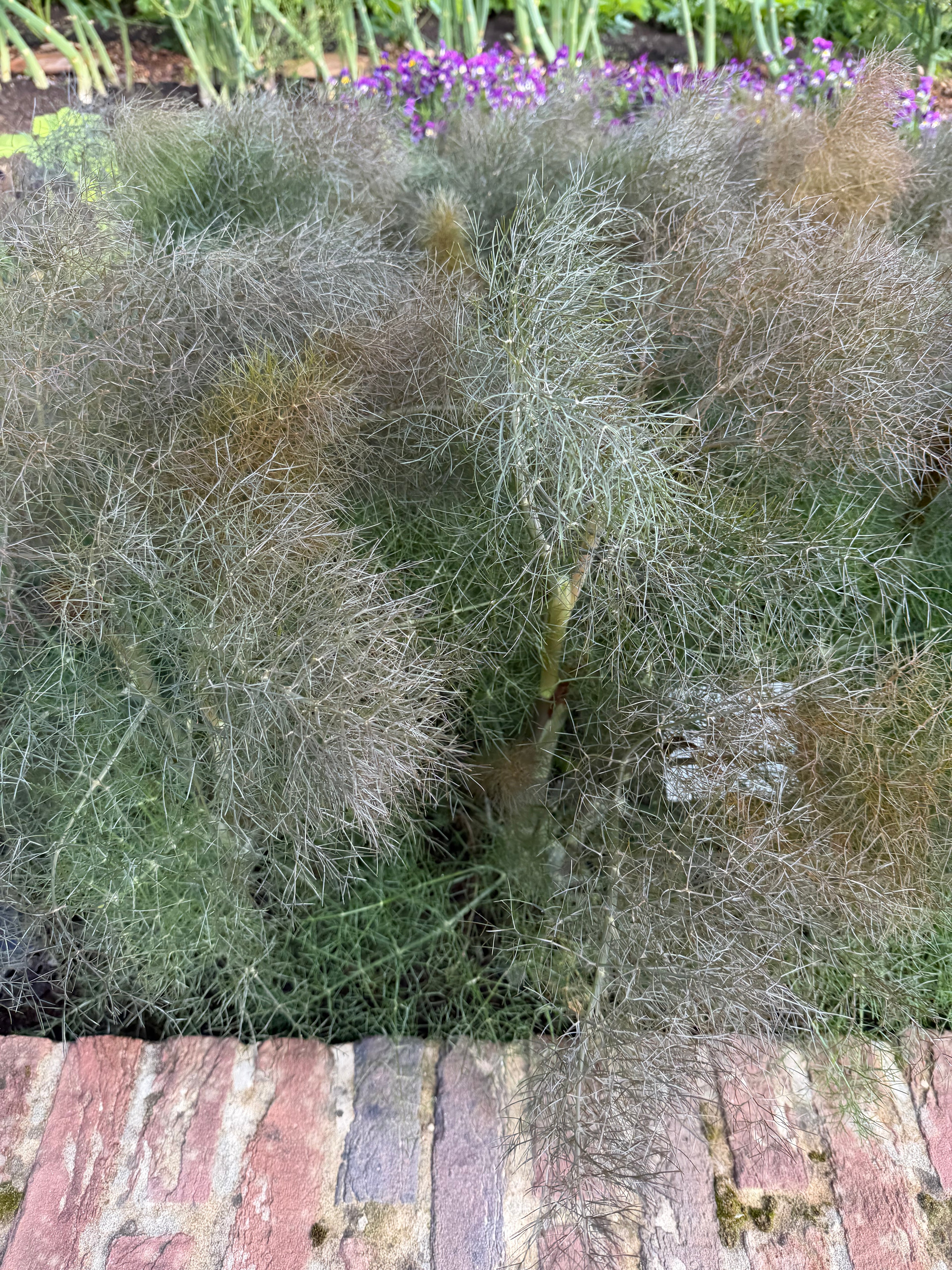 Bronze Fennel.
(Bronzen venkel)