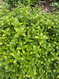 Golden Thyme (gouden tijm)