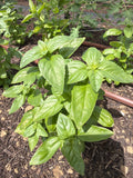 Basil Shoots green  (Basilicum groen - topjes)