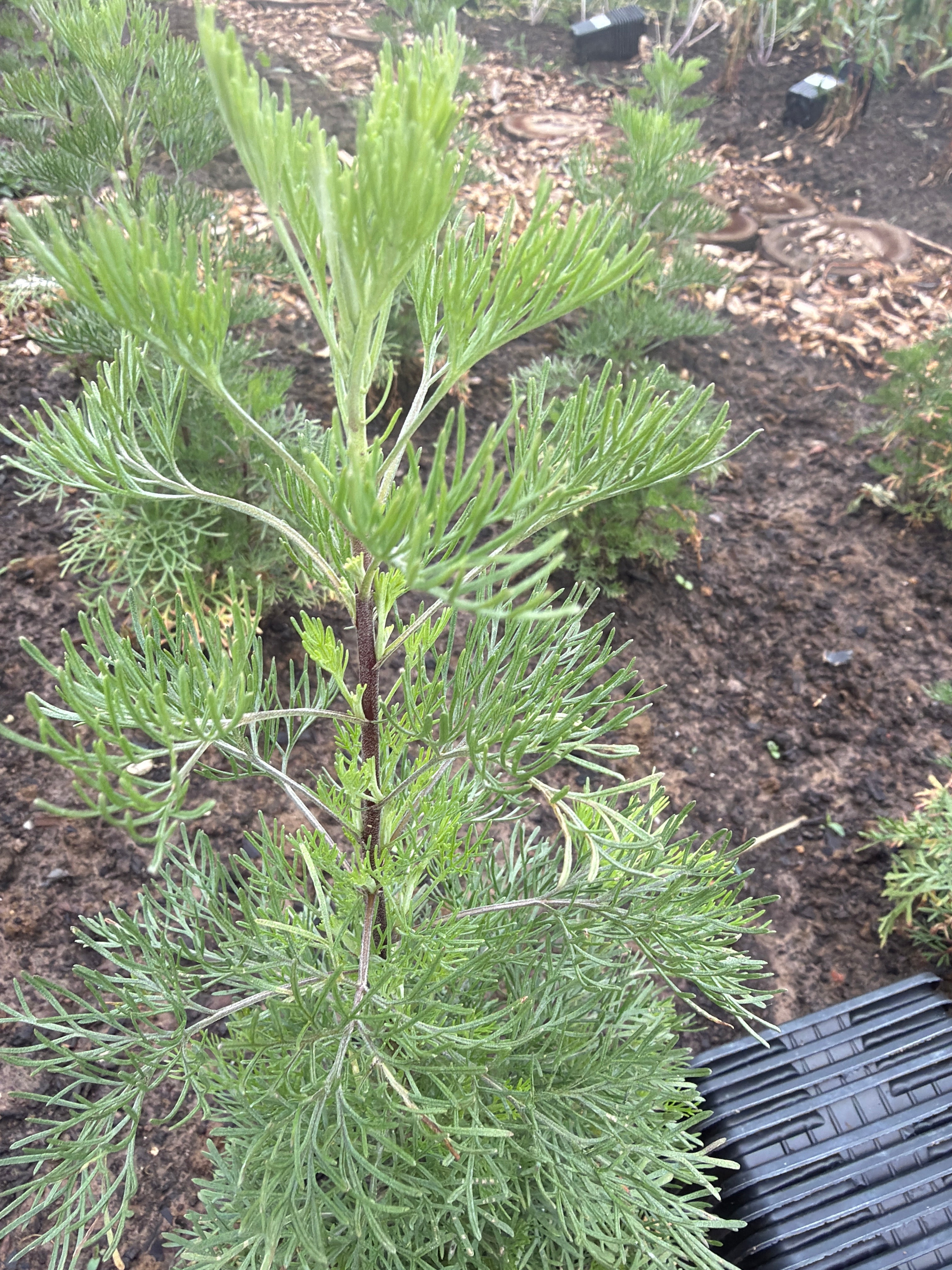 Artemisia abrotanum - Colakruid (citroenkruid-cola)