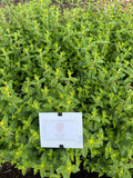 Strawberry mint (Aardbeimunt)