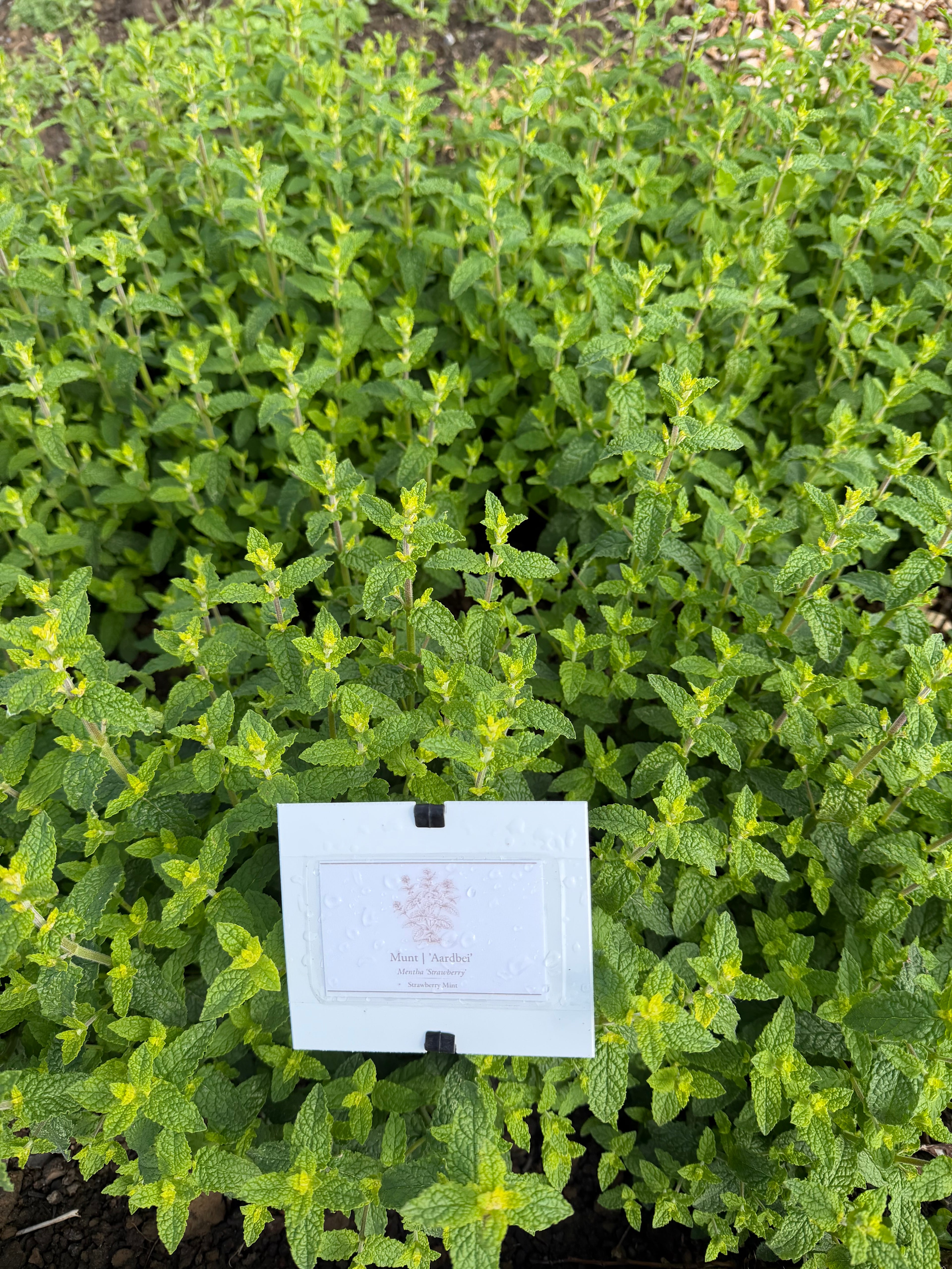 Strawberry mint (Aardbeimunt)