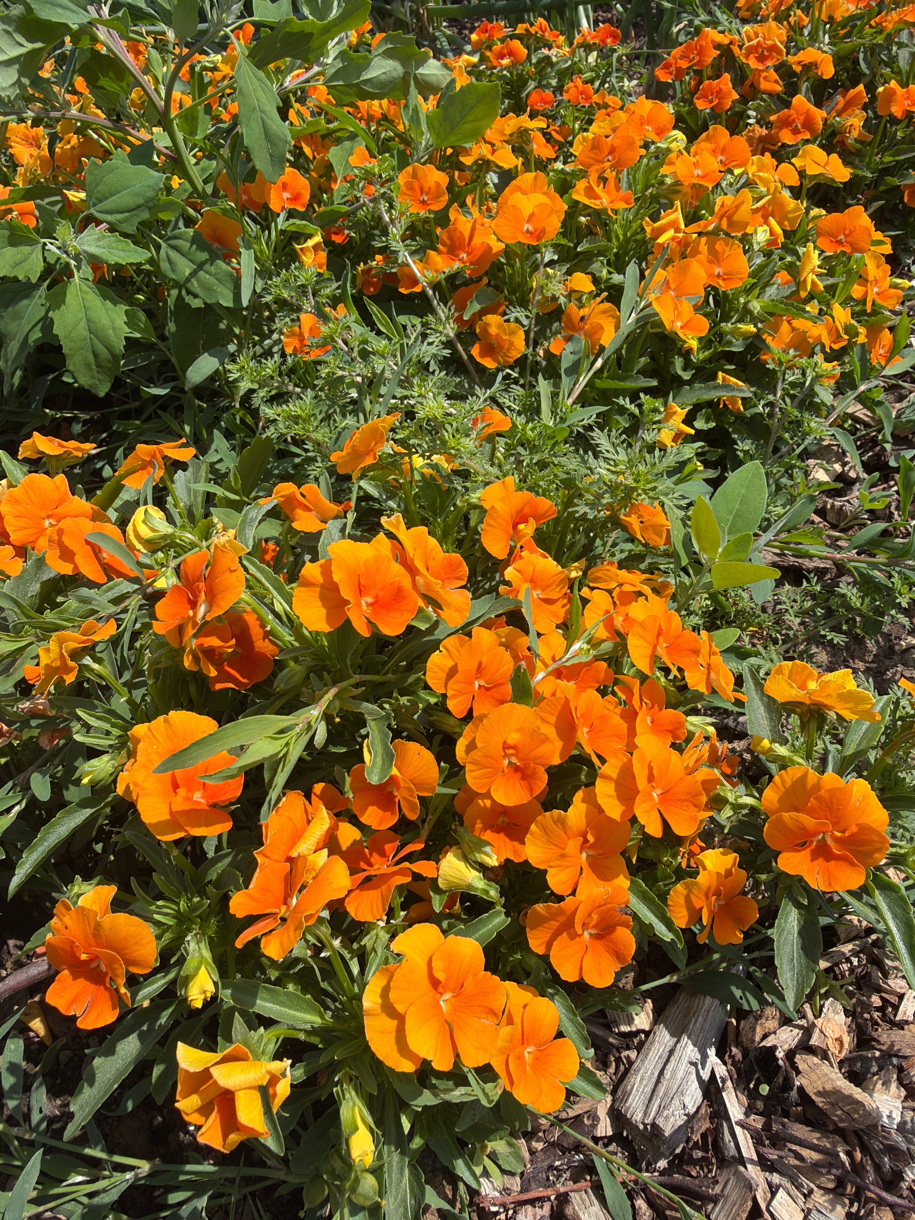 Edible Viola ‘Butterfly Orange (eetbaar viooltje)