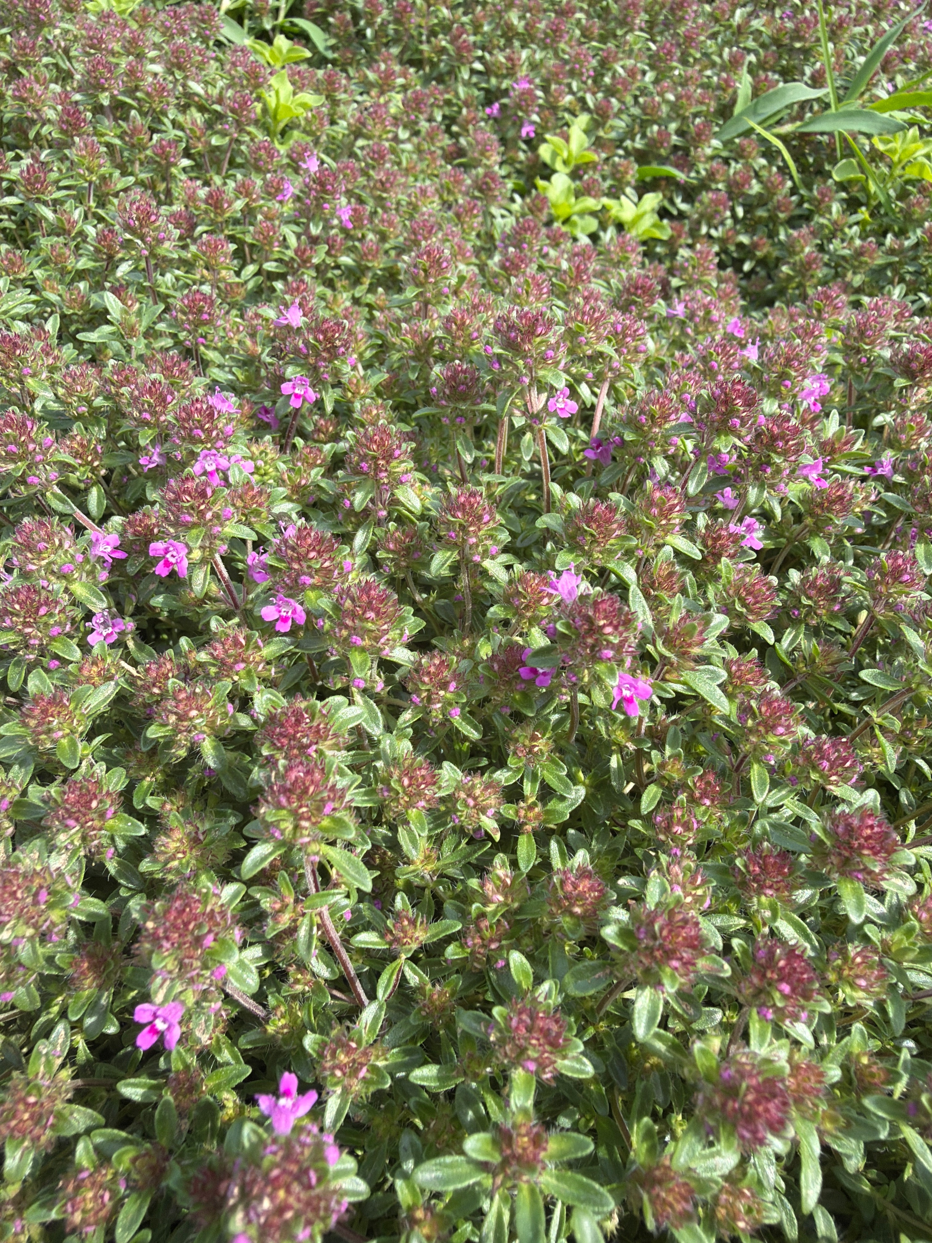 Wild Thyme Creeping Red (kruiptijm Creeping Red)