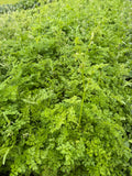 chervil flowers (Kervelbloemen)