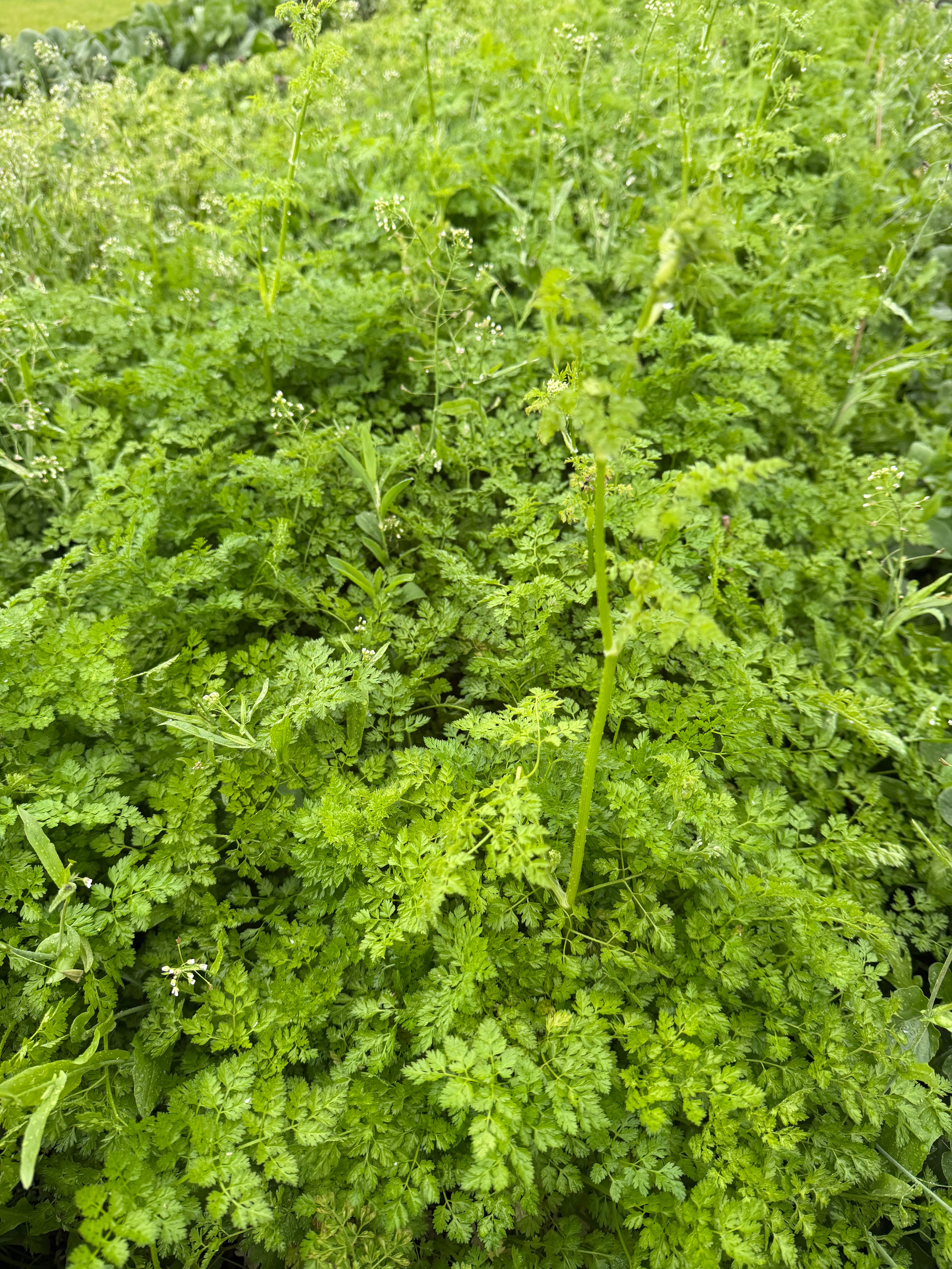 chervil flowers (Kervelbloemen)