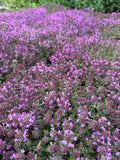 Wild Thyme Creeping Red (kruiptijm Creeping Red)