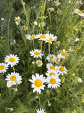 Roman Chamomile (Roomse kamille)