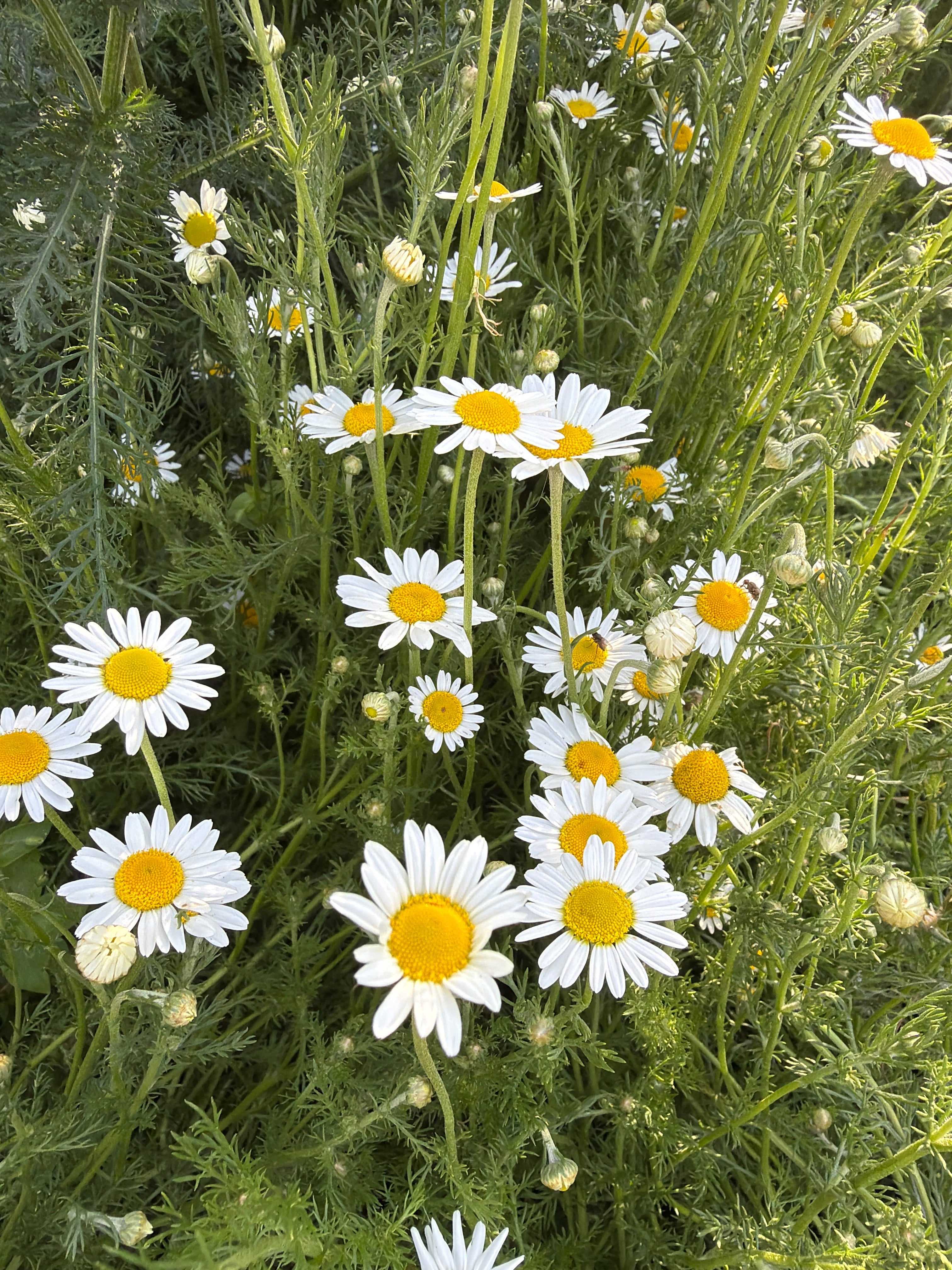 Roman Chamomile (Roomse kamille)