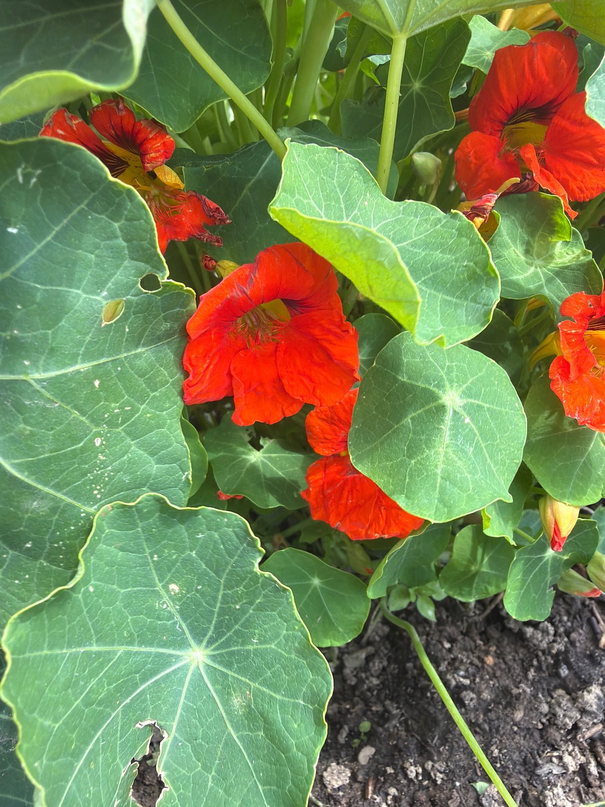 NASTURTIUM FLOWERS (O.I.K. bloemen)