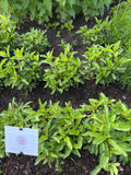 Thai Mint (Thaise Munt)