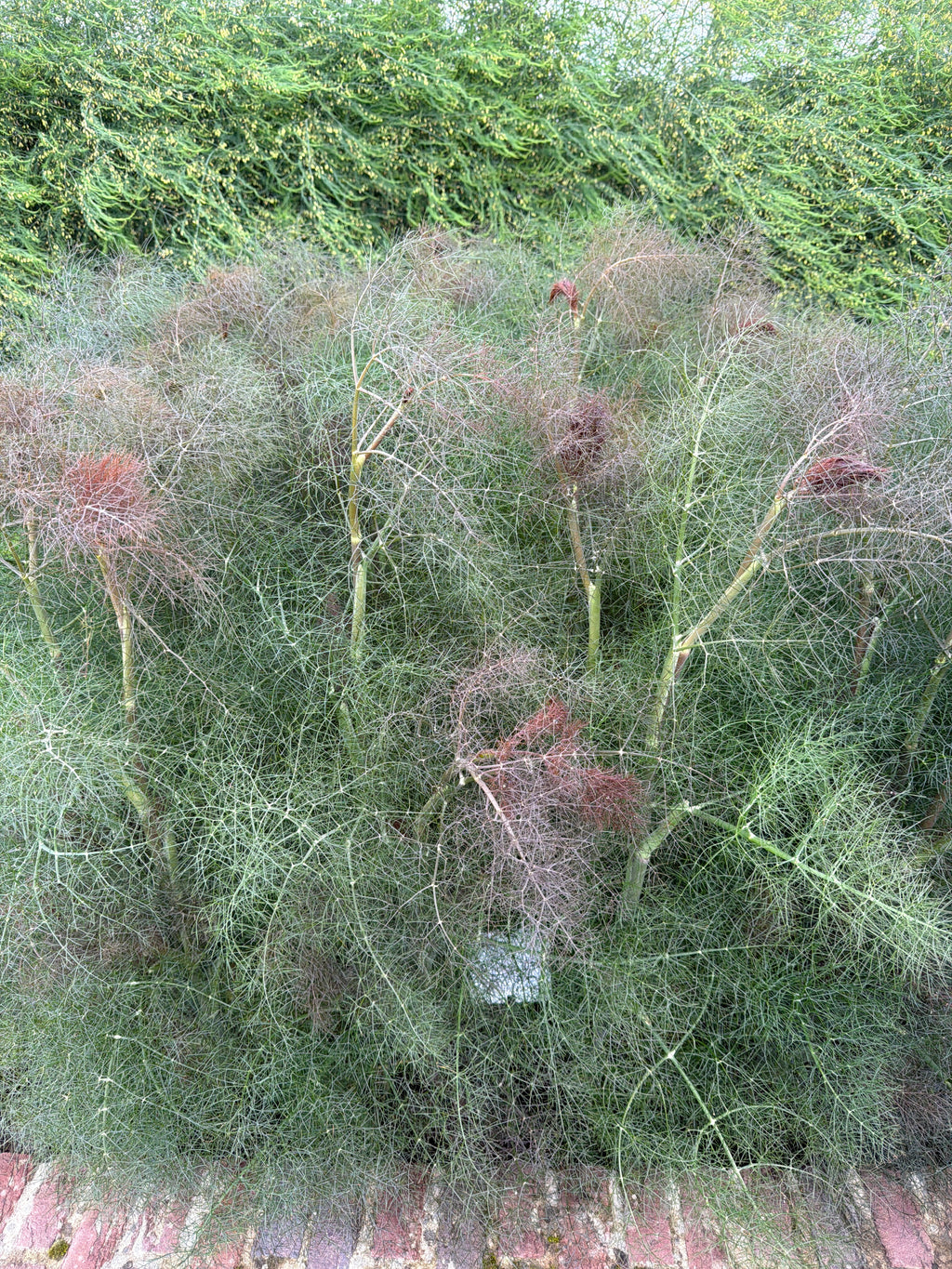 Bronze Fennel.
(Bronzen venkel)