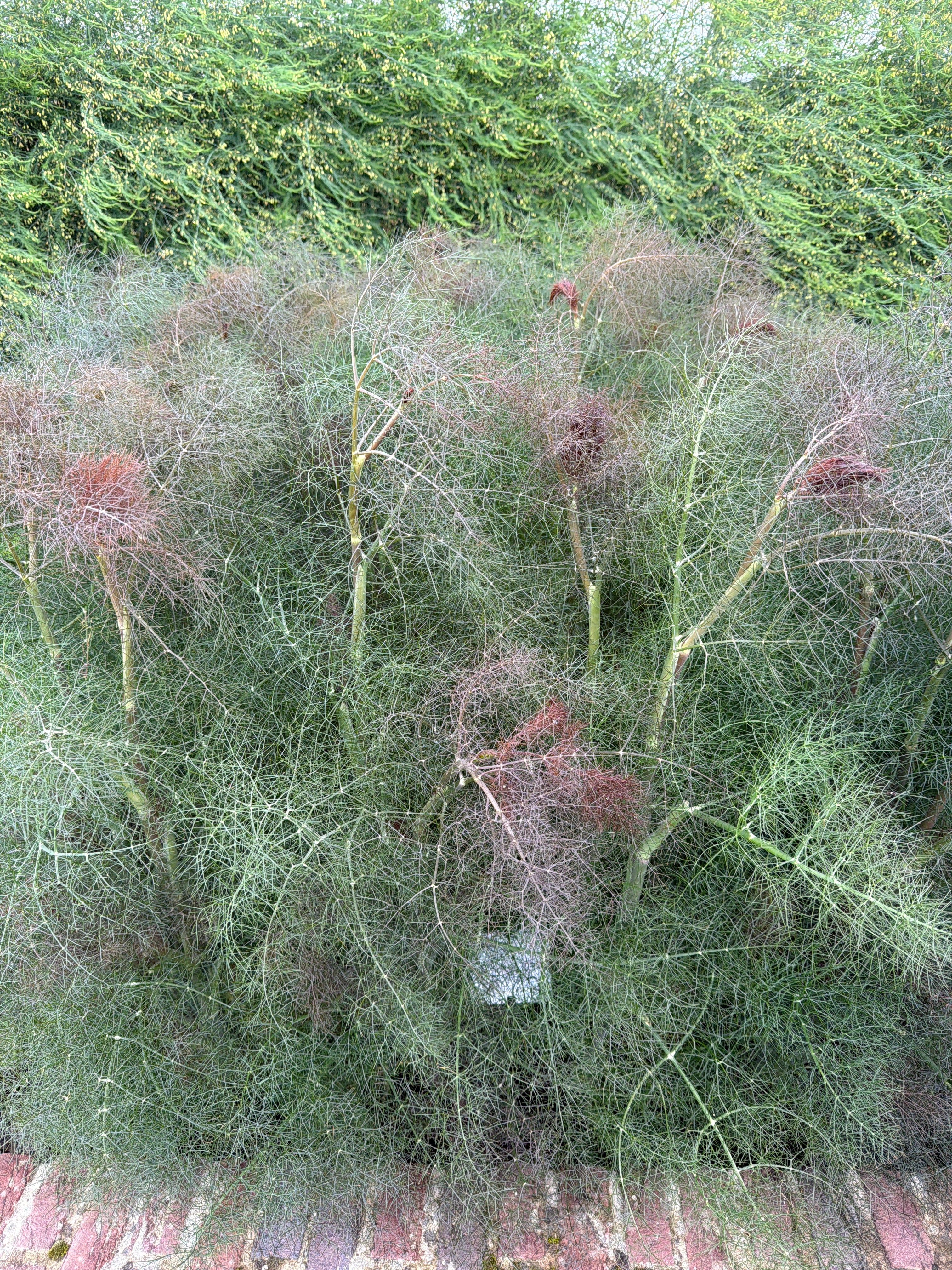Bronze Fennel.
(Bronzen venkel)