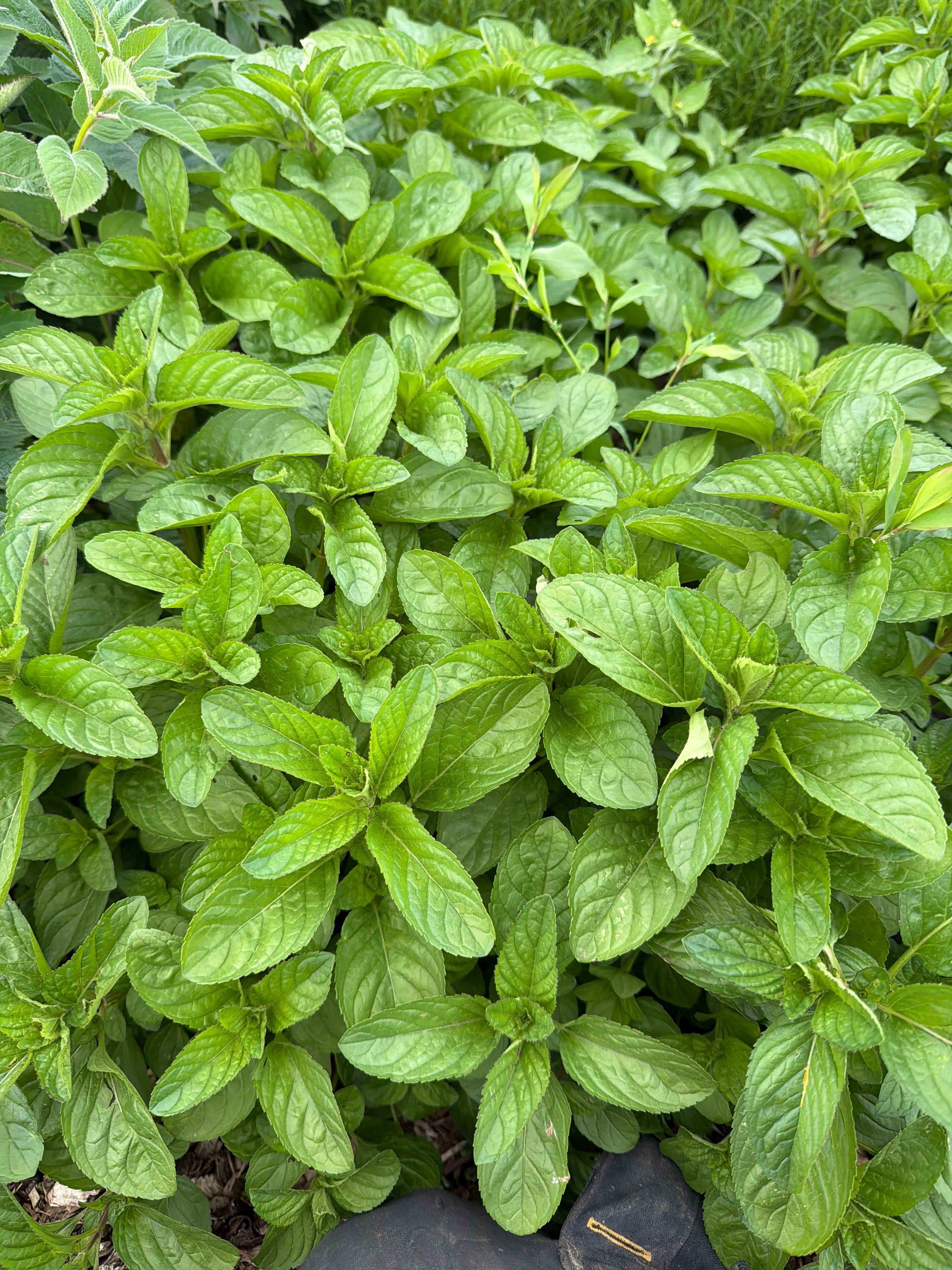 Mint Eau-de-Cologne