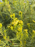 Huacatay Flowers (Tagetes minuta)