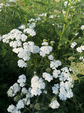 White yarrow (Duizendblad wit)