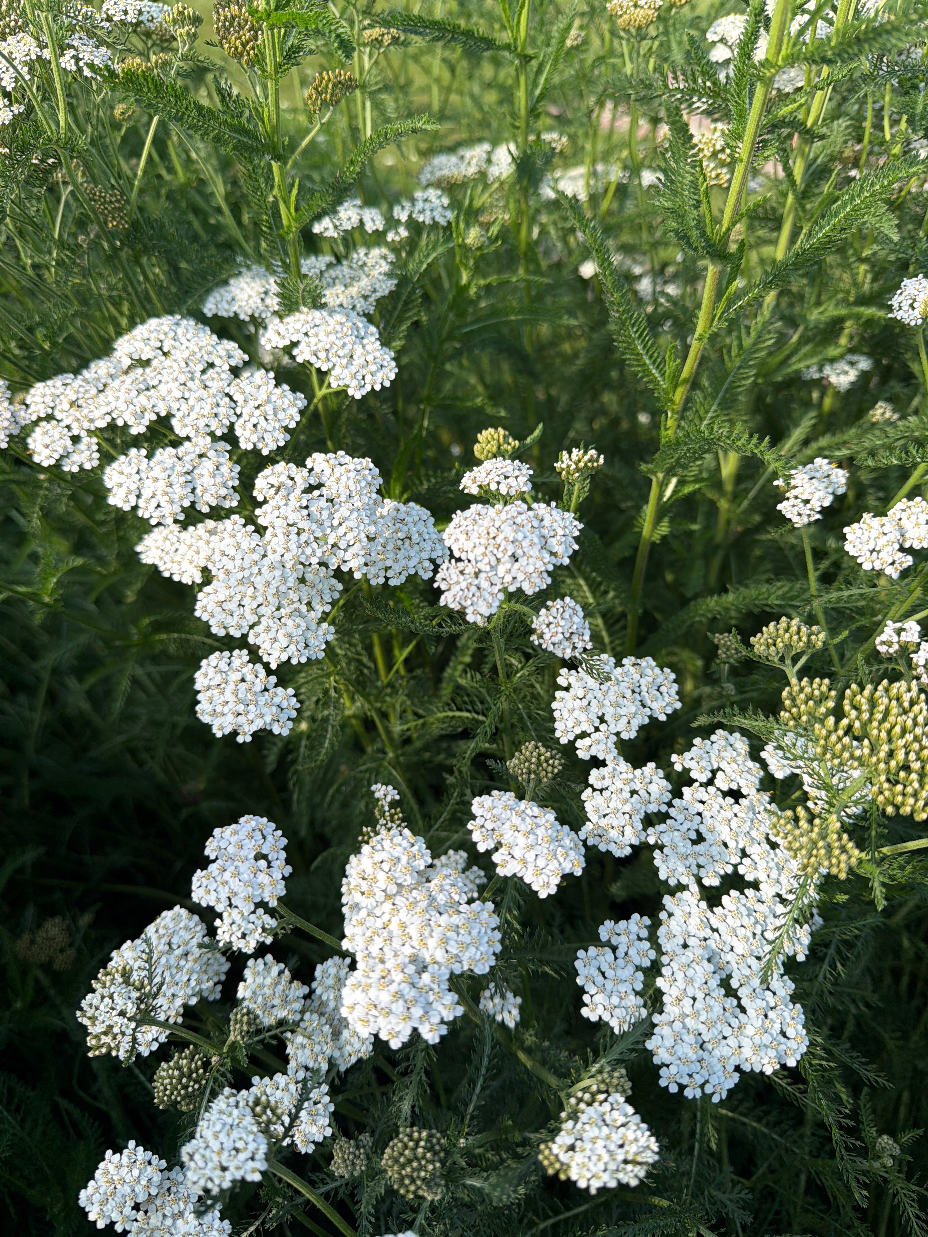 White yarrow (Duizendblad wit)