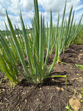 Spring onion (Pijpajuin)