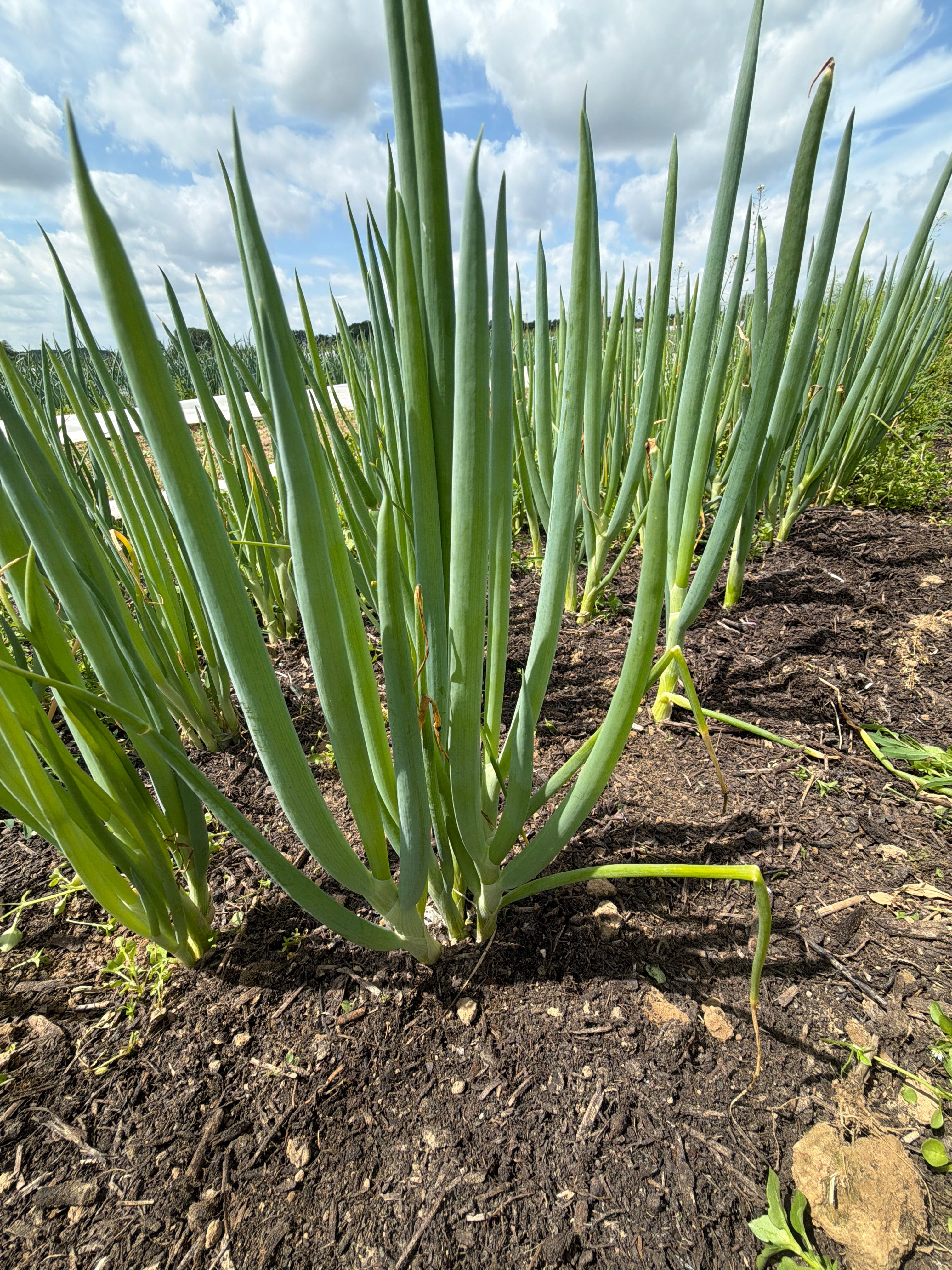 Spring onion (Pijpajuin)
