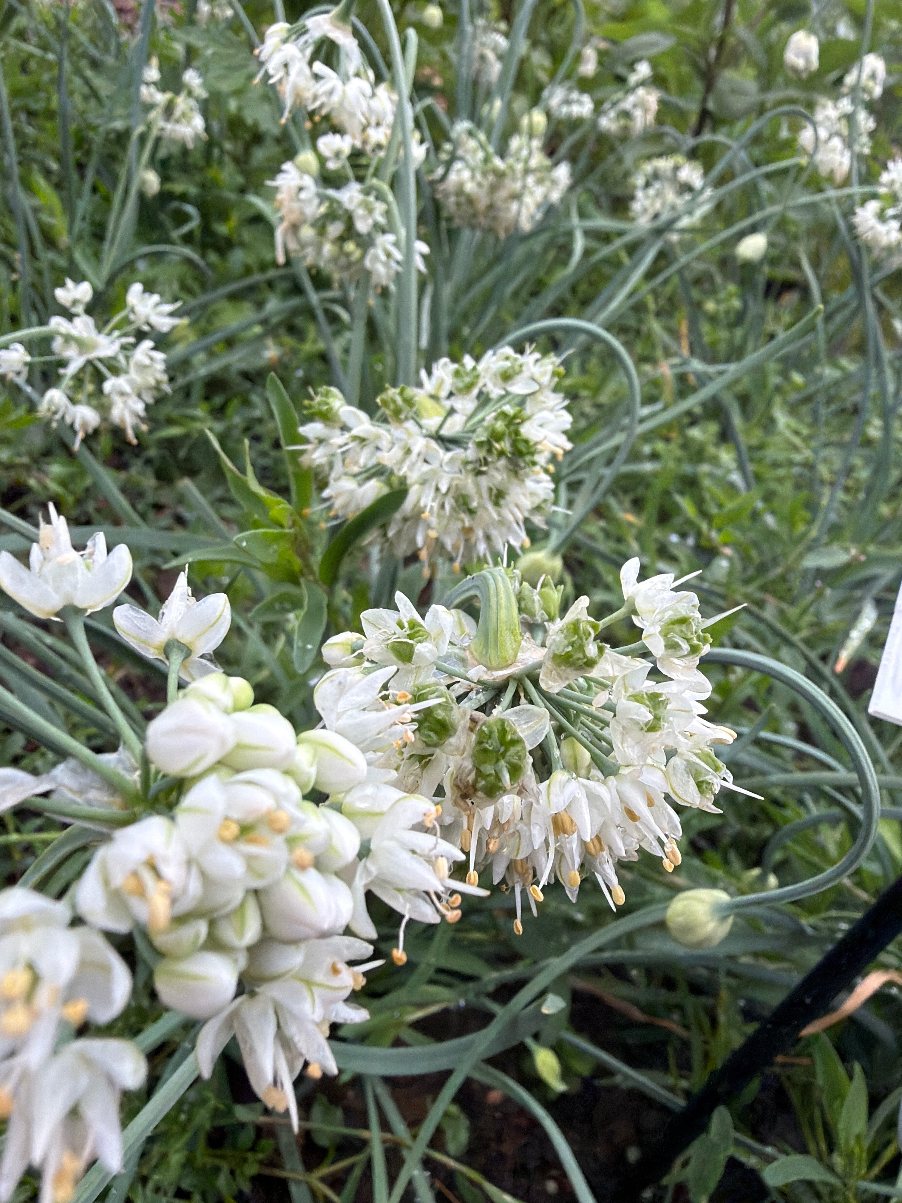 Nodding Onion flowers white (“Indianenlook” bloemen wit)