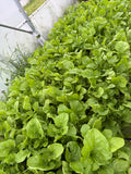 Rucola SALAT
