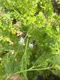 Coriander flowers. (Korianderbloemen)