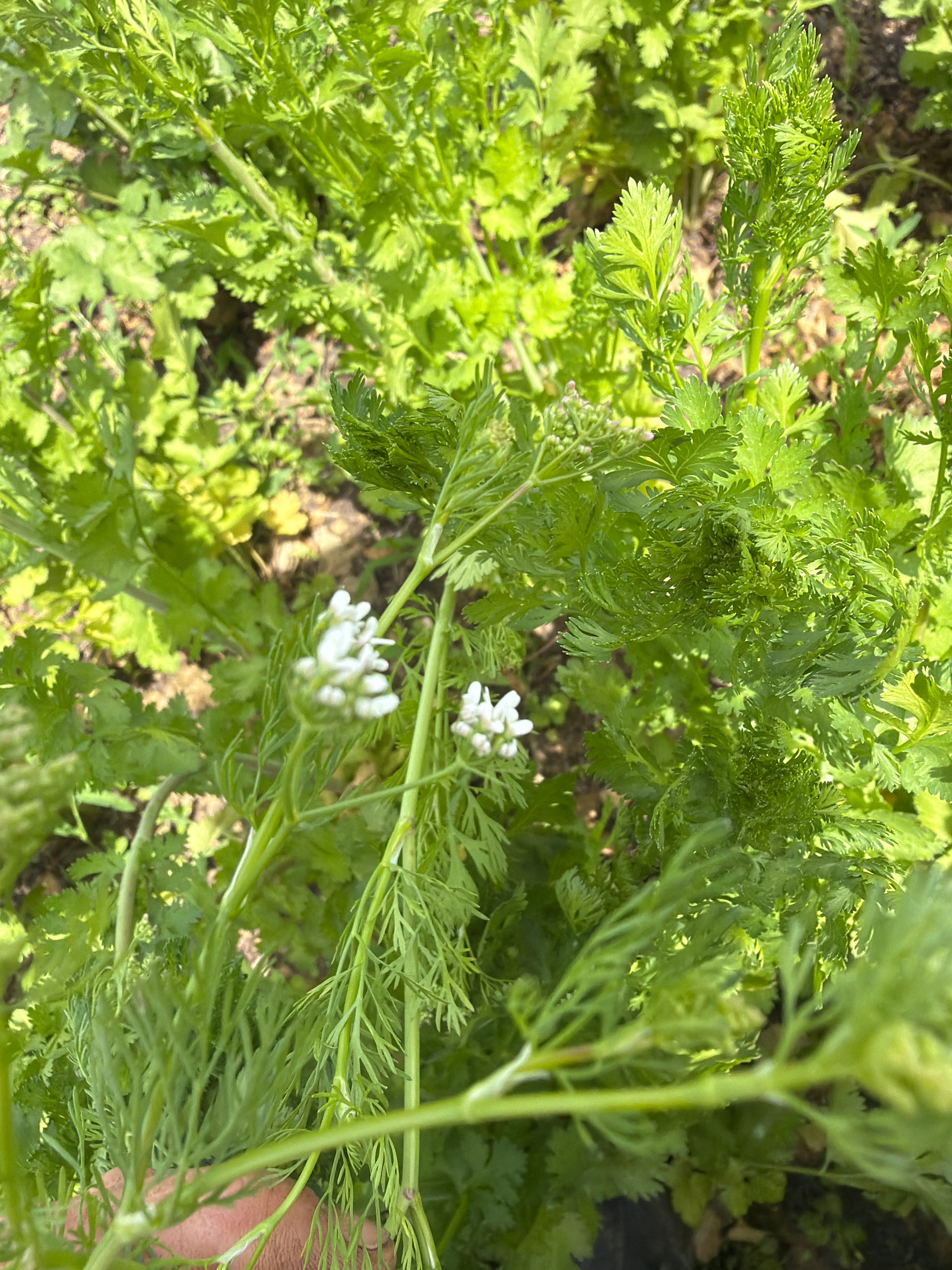 Coriander flowers. (Korianderbloemen)