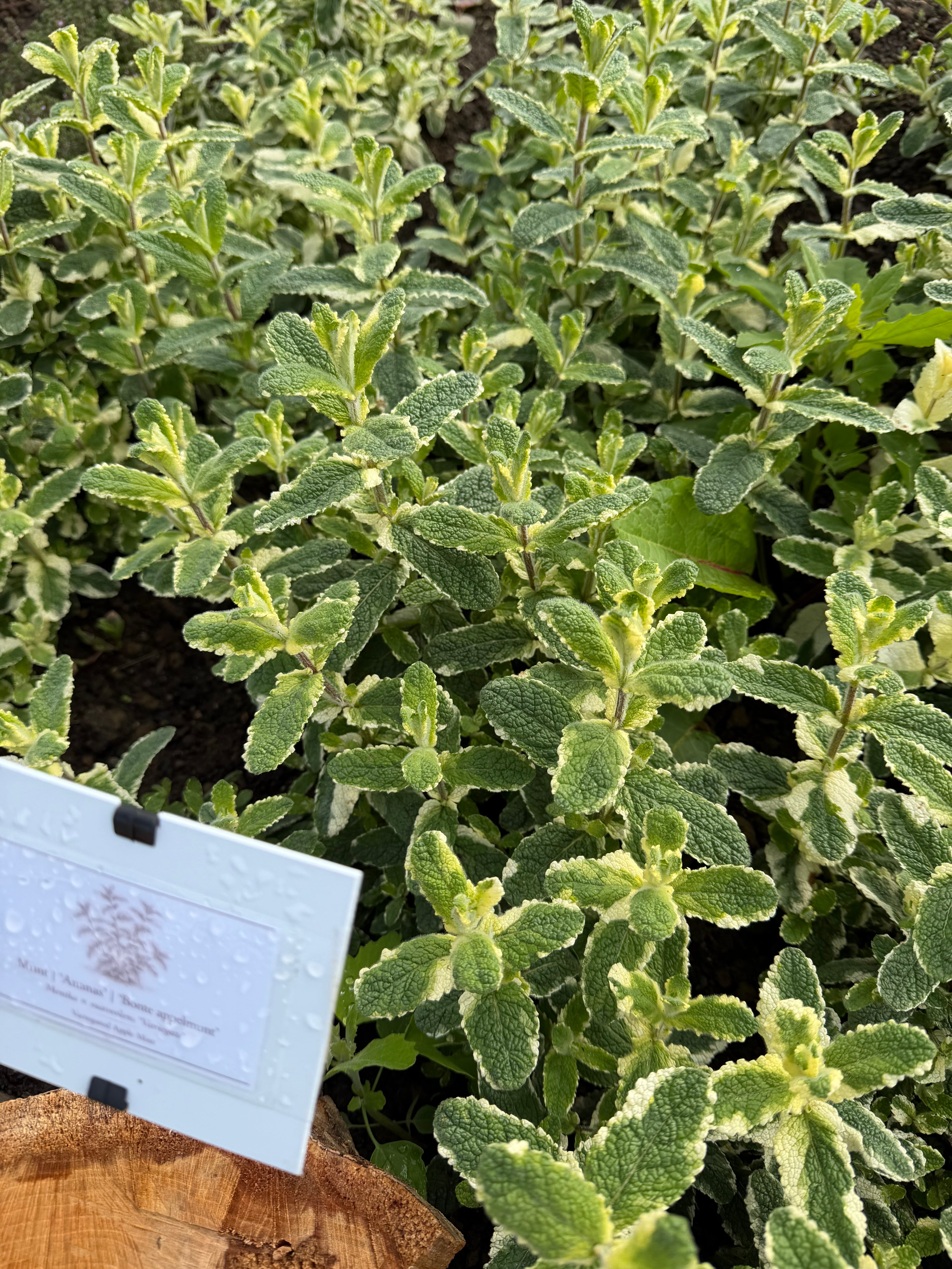 Pineapple Mint.
(Bonte Appelmunt”ananas”)