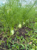 Fennel bulbs (Knolvenkel)