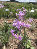 Purple society garlic flowers (Kaapse lookbloemen paars )