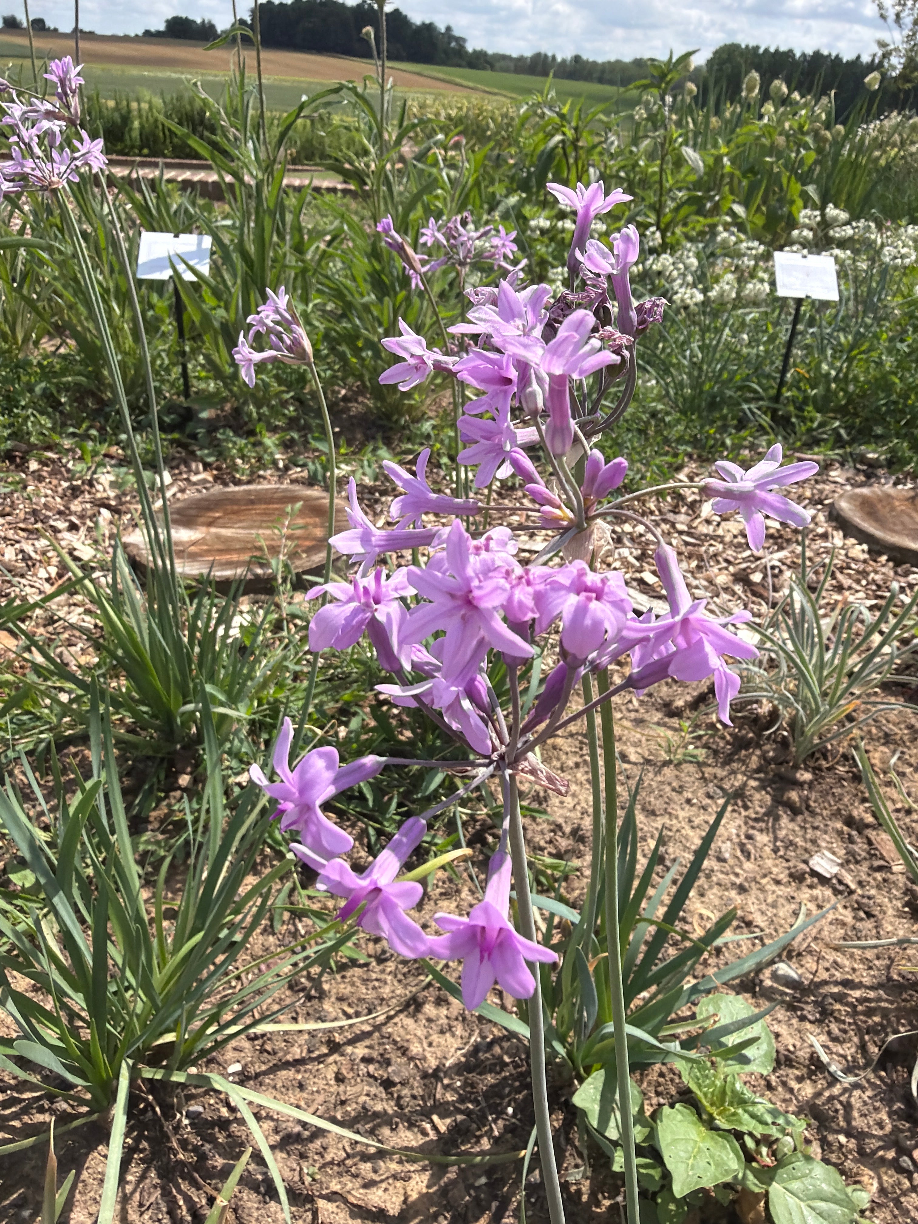 Purple society garlic flowers (Kaapse lookbloemen paars )