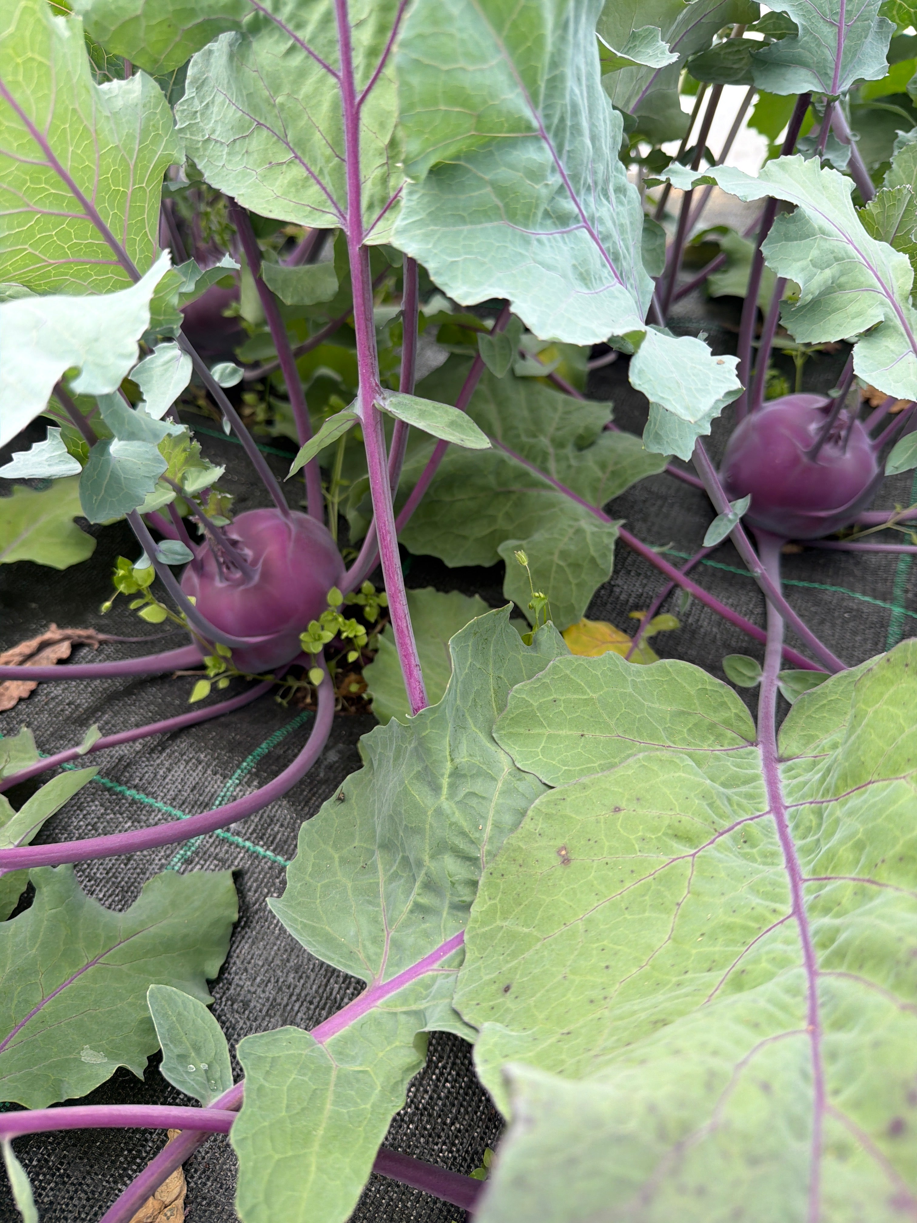 Kohlrabi Purple  (Koolrabi paars)