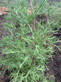 Gyros herb (gyroskruidplant)