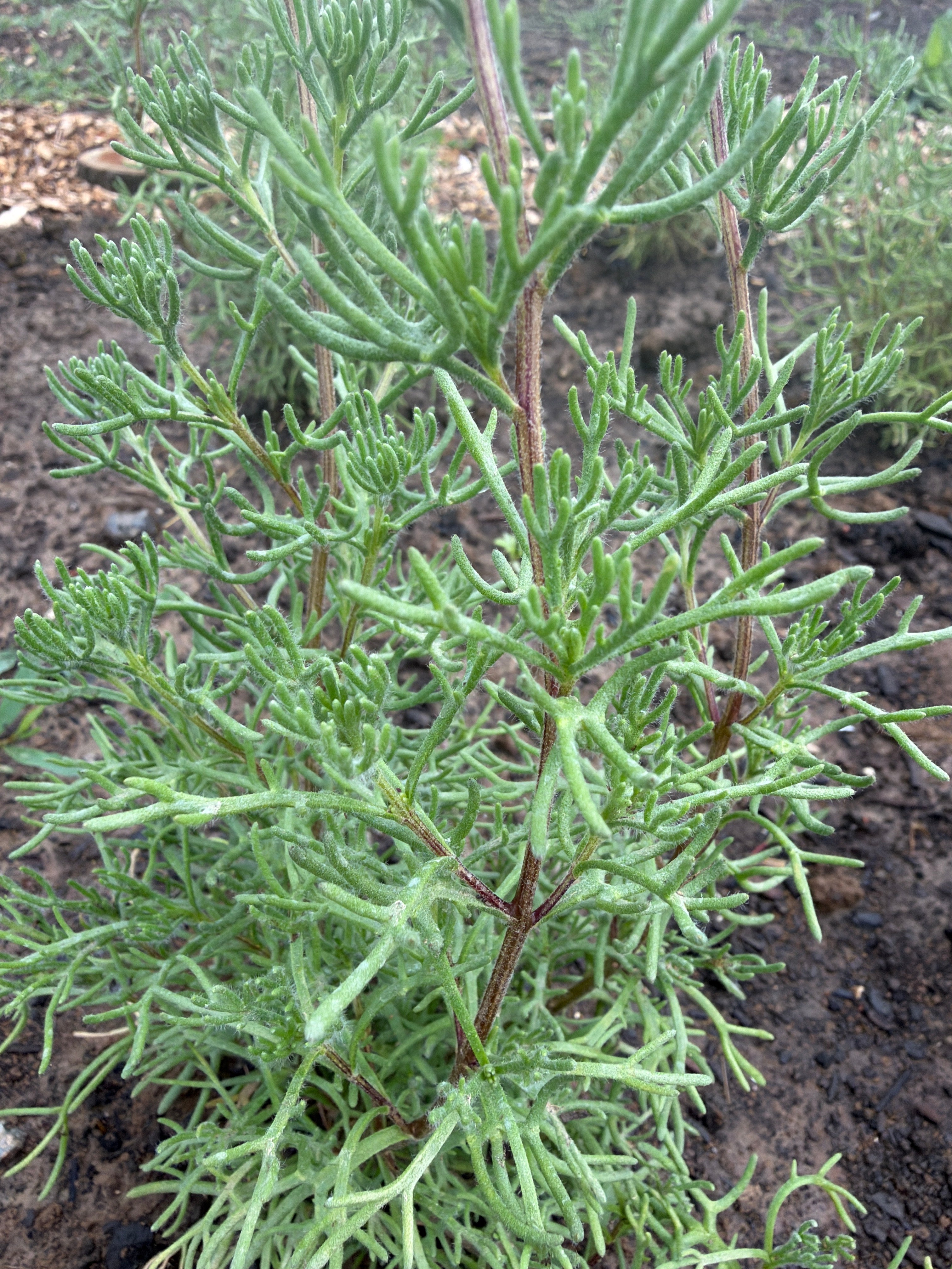 Gyros herb (gyroskruidplant)