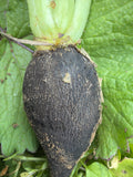 Rammenas  rond zwart