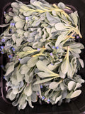 Oyster Leaf (Oesterblad)